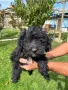 Кавапу & Cavapoo, снимка 2