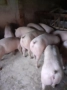 Продавам прасета , снимка 6
