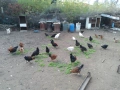 Селски кокошки, снимка 9