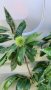 ядлив кестен, снимка 1 - Градински цветя и растения - 41825691