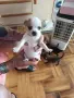 кученца чихуахуа , снимка 5