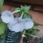 ахименес различни видове, снимка 9