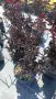 Lagerstroemia ‘Raspberry Sorbet’ (Лагерстремия ‘Малинов сорбет’), снимка 3