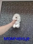 Мини Померани. Реални снимки от днес!!!, снимка 8