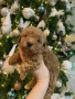 Мини пудел, снимка 3