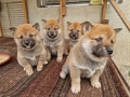 Продавам кученца Шиба Ину, снимка 6