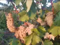 Грозде мускат отонел , снимка 1