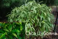 Бамбук студеноустойчив с корен, снимка 4