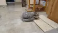 Персийски котета, снимка 1