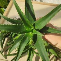 Алое Вера (Aloe), снимка 3 - Стайни растения - 34061197