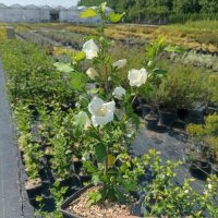Дървовидна Ружа, Hibiscus syriacus, бял и лилав, снимка 2 - Градински цветя и растения - 41482726
