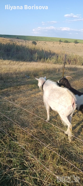 Продава се може и бартер, снимка 1