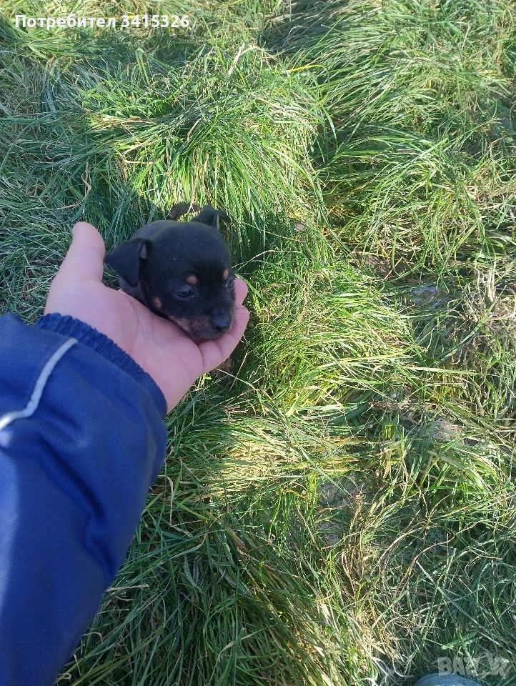 пинчер , снимка 1