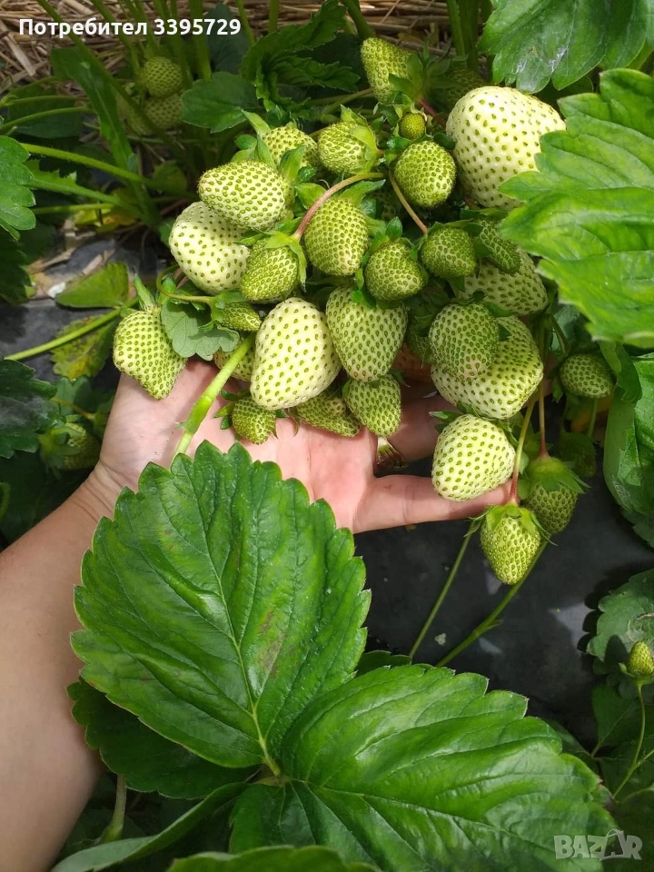 разсад за ягоди и малини записвам за март месец , снимка 1