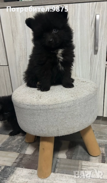 Продавам померан, снимка 1