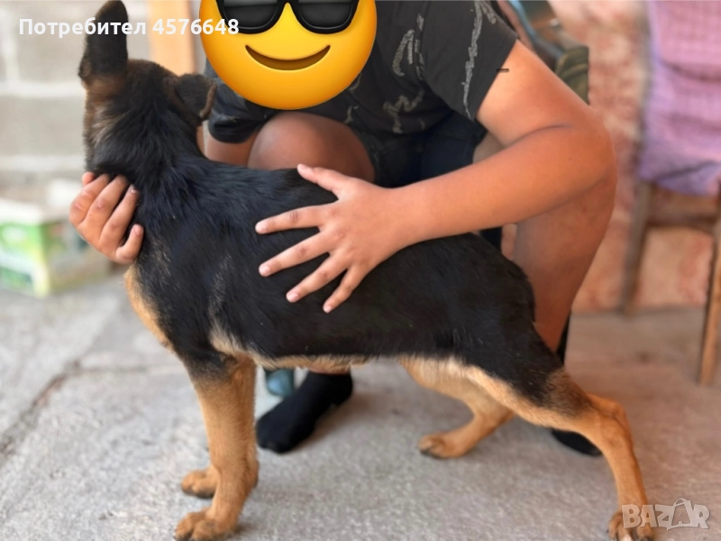 Продавам женска Немска Овчарка, снимка 1