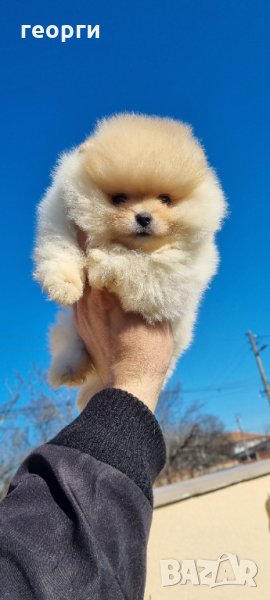 Померан, снимка 1