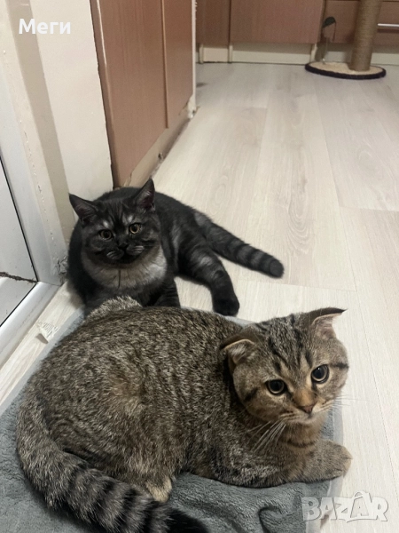 Пухкави игриви момченца, снимка 1