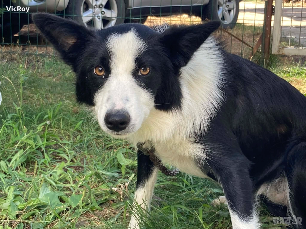 Бордър Коли, снимка 1