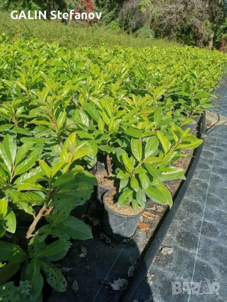 лавровишна цена 7лева , снимка 1