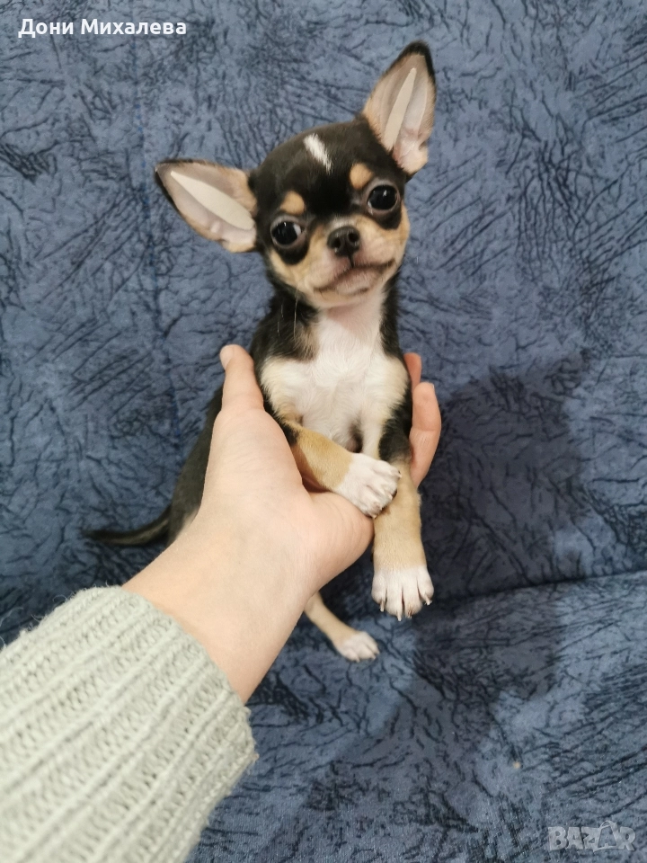 Чихуа Хуа , снимка 1