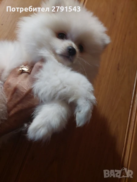 померан померанче , снимка 1