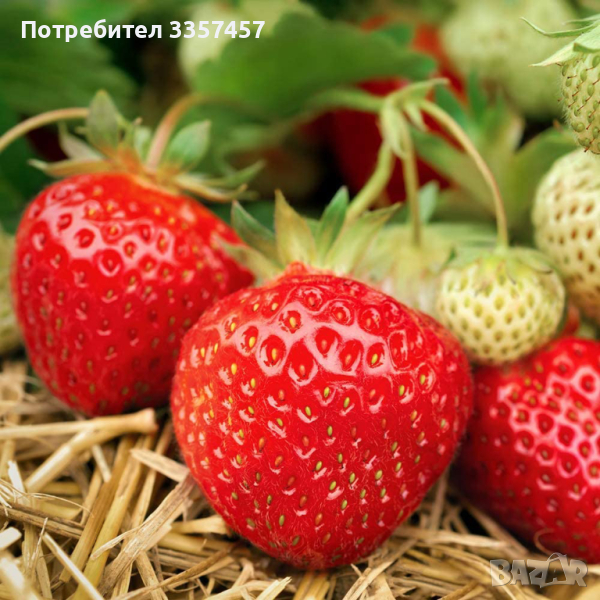 Prodavam korencheta celogodishni qgodi sort Monterei, снимка 1