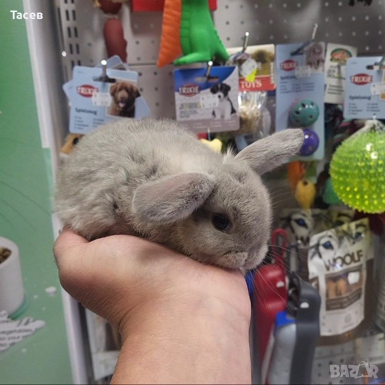 Декоративни клепоухи зайчета, снимка 1