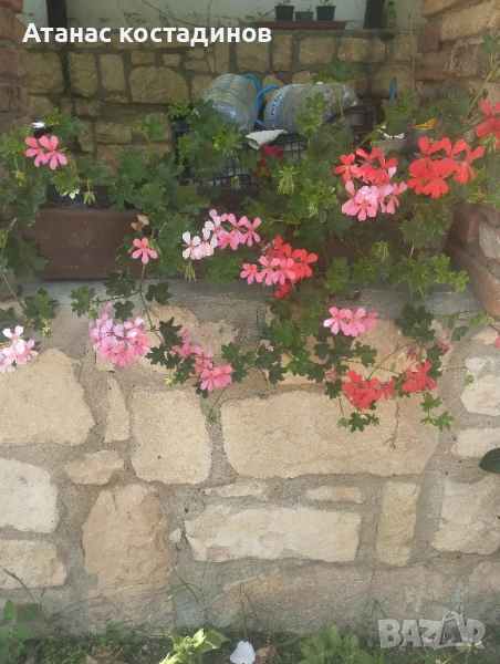 съкъсчета каскадни, снимка 1