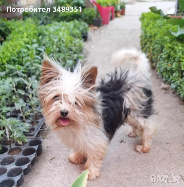 Йоркширски териер , снимка 1