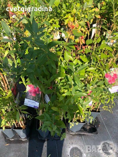 Viccanum Pink Lemonade – Боровинка, снимка 1