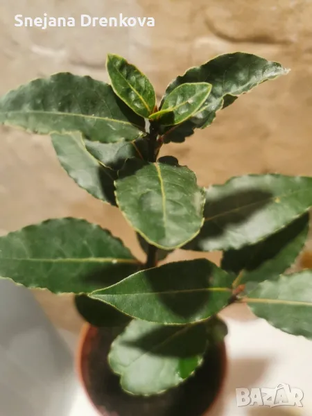 Дафинов лист, снимка 1