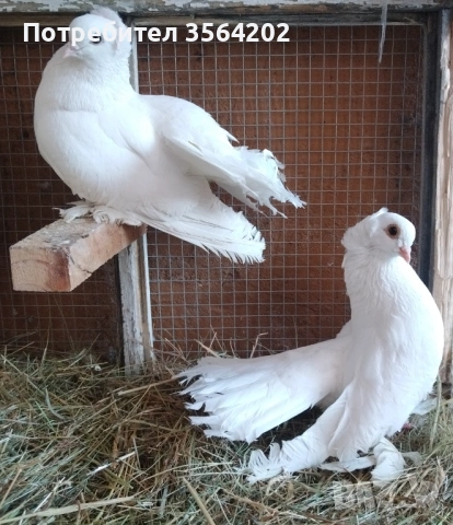 Омски гълъби 1бр. Мъжки 