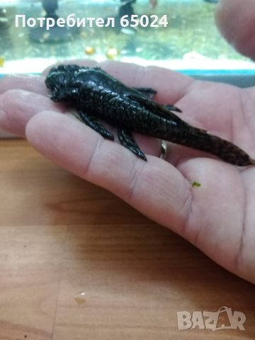 Анциструси. Пинсети, снимка 2 - Рибки - 44669417