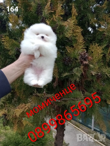 Женски бял Померан. Реални снимки от 28.02.26 г. , снимка 3 - Померан - 53626869