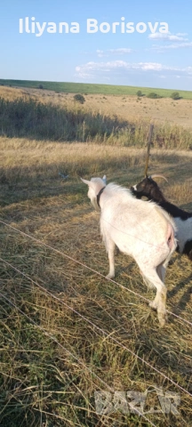 Продава се може и бартер