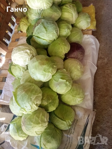 Зеле, КЬОСЕ,, снимка 4 - Домашни продукти - 52447290