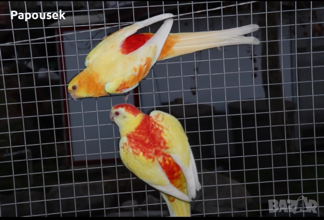 ПОЙНИ ПАПАГАЛИ , снимка 10 - Папагали - 52979206