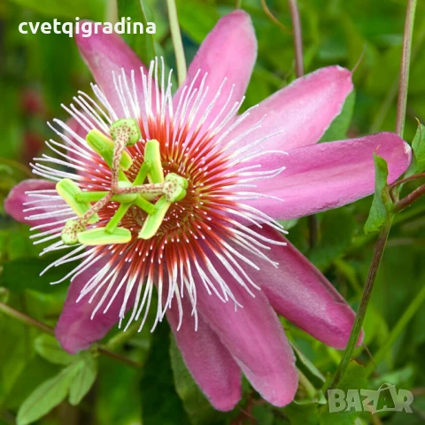 Passiflora Victoria (Пасифлора Виктория)