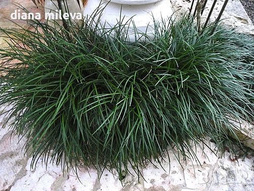 Офиопогон зелен, Ophiopogon japonicus, снимка 5 - Градински цветя и растения - 39298304