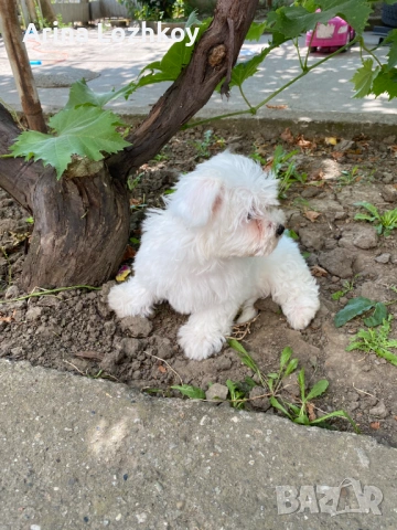 Малтийски кученца, снимка 3 - Други - 53614712