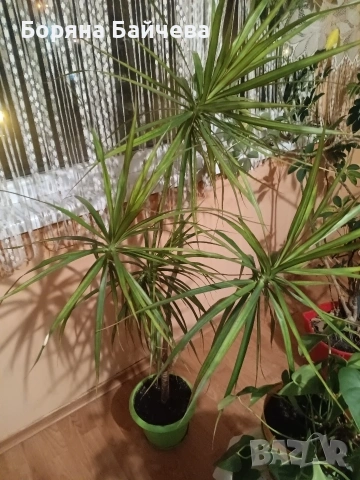 Продавам Палма драцена , снимка 3 - Стайни растения - 53404669