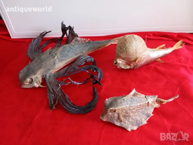 Препарирани Екзотични Океански РИБИ , Риба