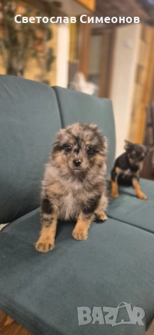 Мини померански шпиц и 2 бр пинчери, снимка 11 - Пинчер - 52832815