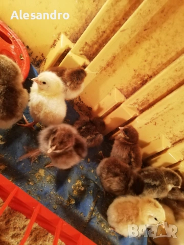 Пиленца общоползвателни , снимка 2 - Кокошки и пуйки - 53748451