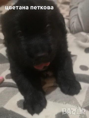 Немска овчарка и голдън ретривър , снимка 8 - Немска овчарка - 51043721