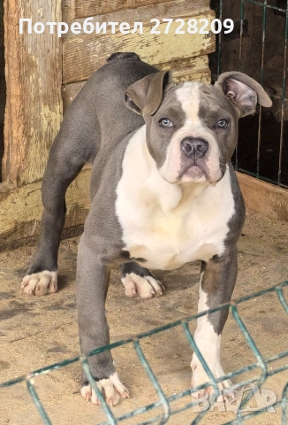 Американско Були/American Bully , снимка 3 - Питбул - 53628484