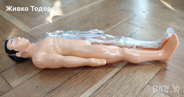 Образователна анатомична фигура - Човешко тяло 3D, 29.5см, снимка 4 - Образователни игри - 51702687