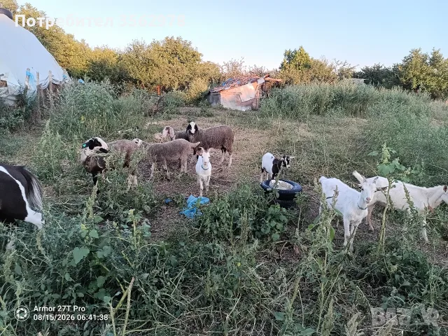 Агнета, шилета,ярета 