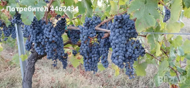 Продавам грозде Каберне Фран